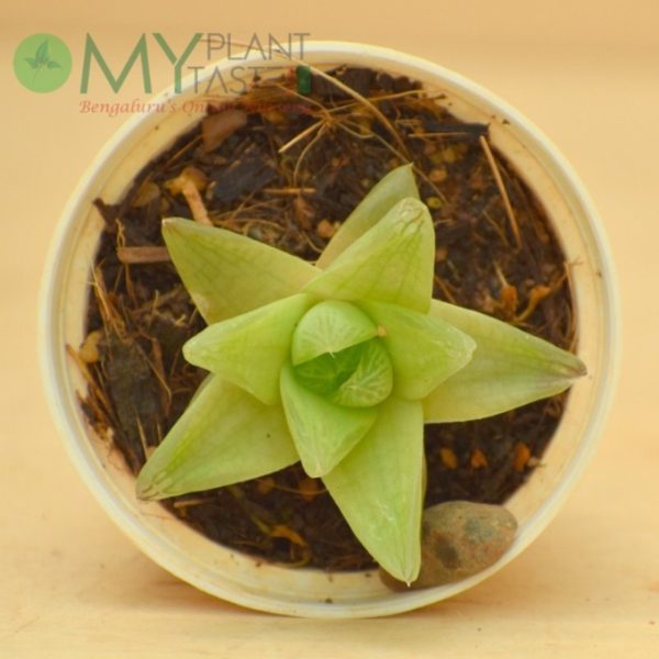Haworthia Cymbi - Image 2