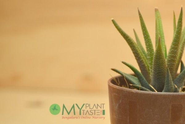 Haworthia Green - Image 3