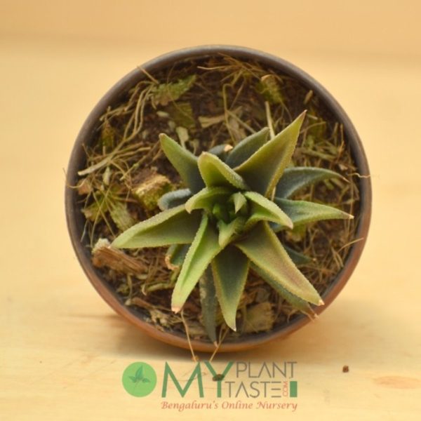 Haworthia Green - Image 2