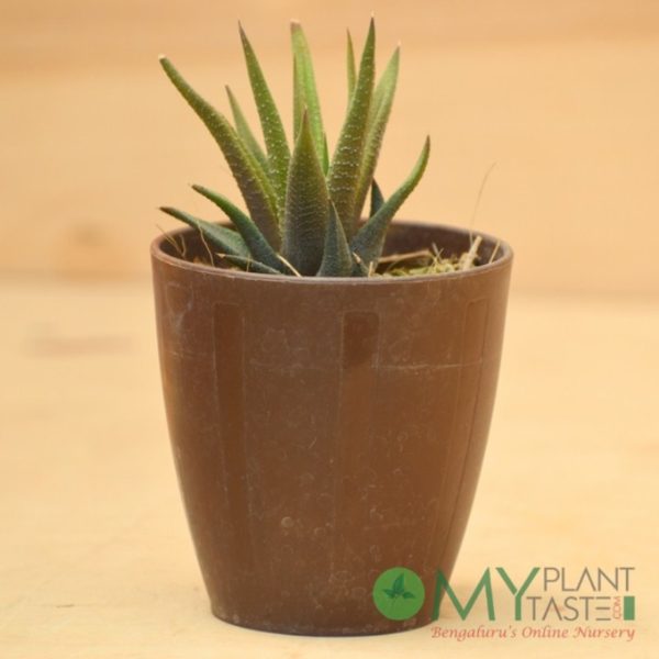 Haworthia Green