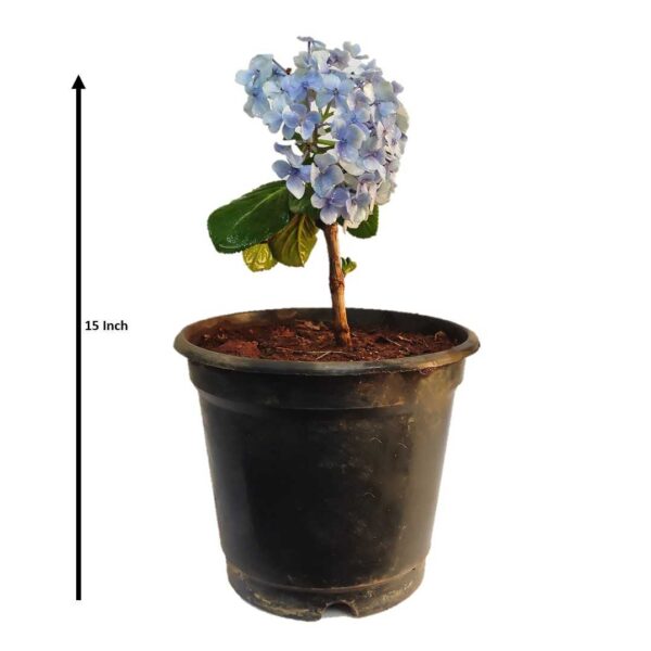 Hydrangea / Hortensia