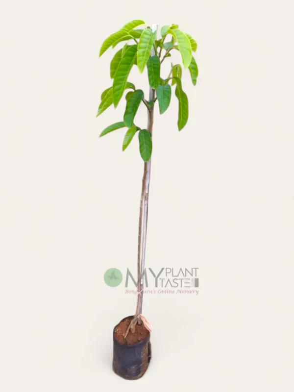 Ram Phal (Bullock’s Heart) Plant – Bangalore Delivery