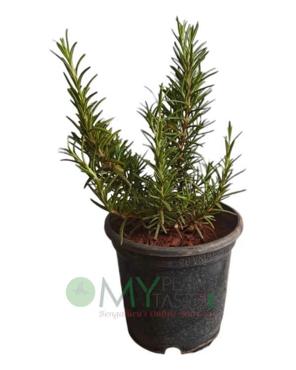 Rosemary / Rosmarinus officinalis