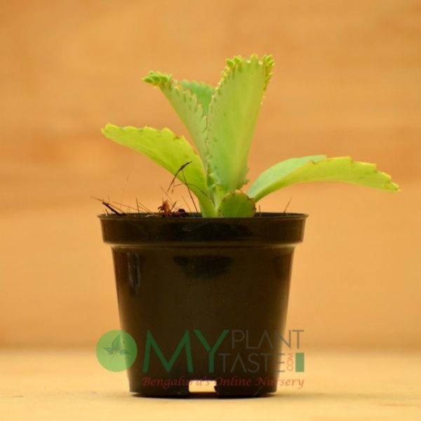 Kalanchoe Big Lip - Image 5