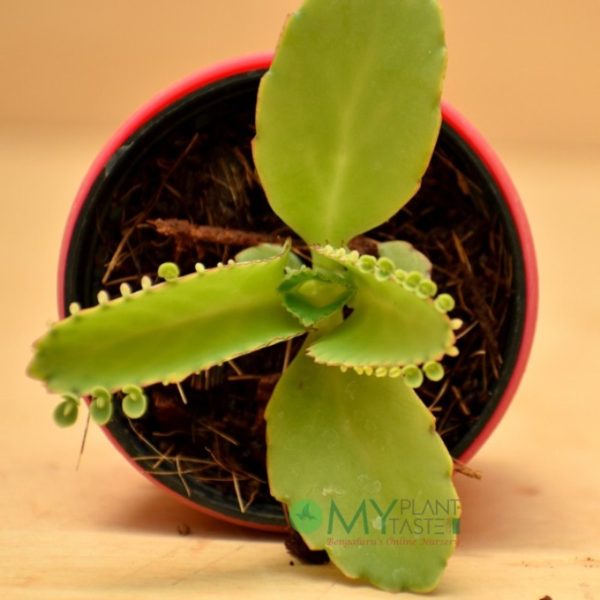 Kalanchoe Big Lip - Image 2