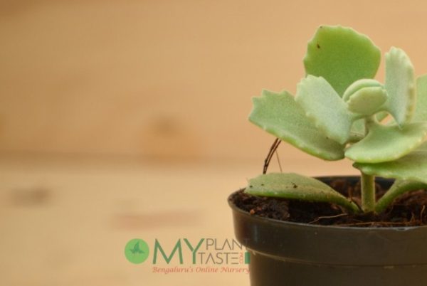 Kalanchoe Millotii - Image 4