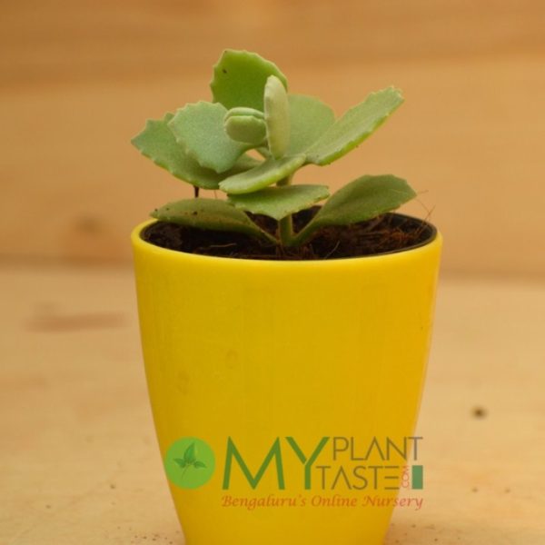 Kalanchoe Millotii