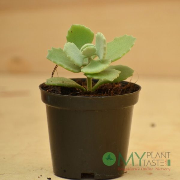Kalanchoe Millotii - Image 2