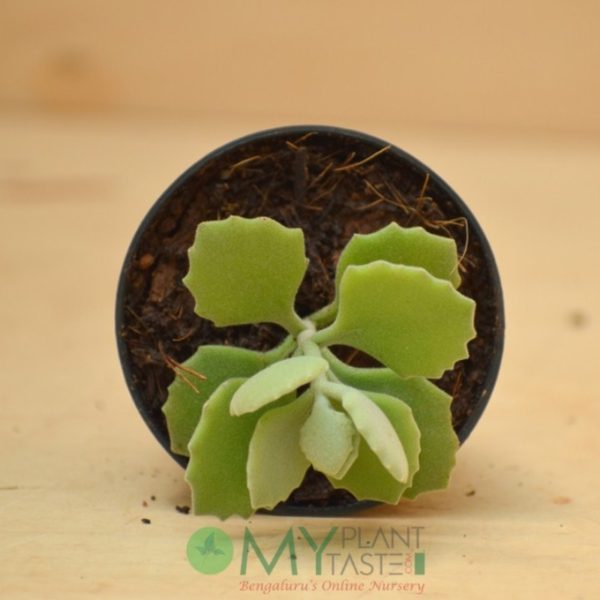 Kalanchoe Millotii - Image 3