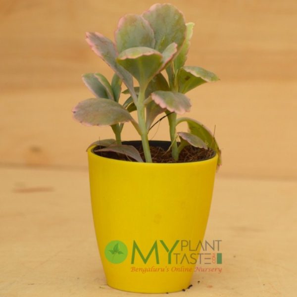 Kalanchoe Variegated