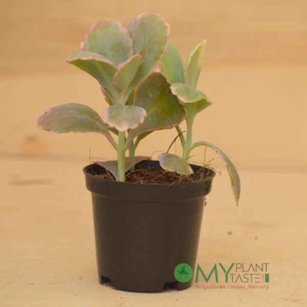 Kalanchoe Variegated - Image 3