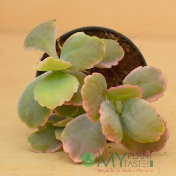 Kalanchoe Variegated - Image 2