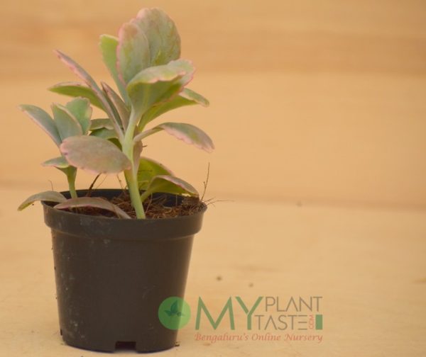 Kalanchoe Variegated - Image 4