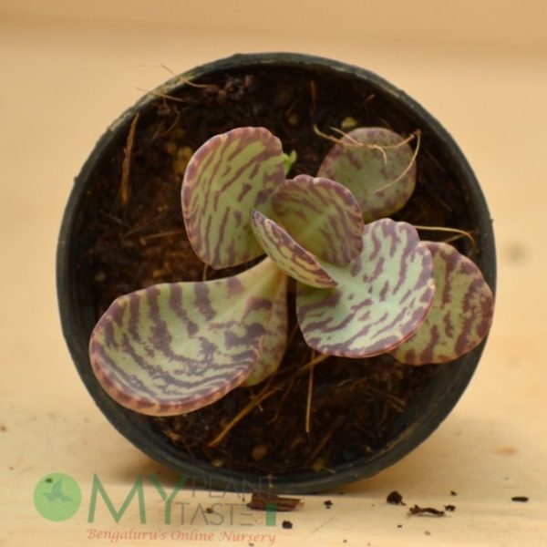 Kalanchoe Zebra - Image 3