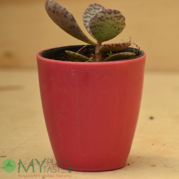 Kalanchoe Zebra