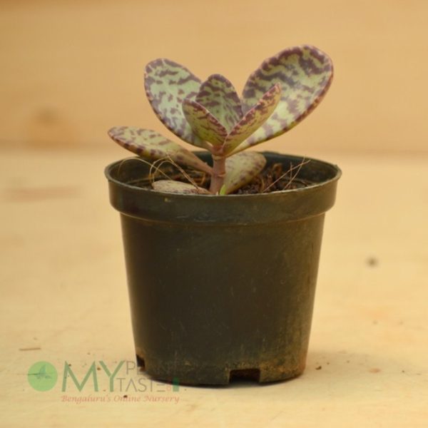 Kalanchoe Zebra - Image 2