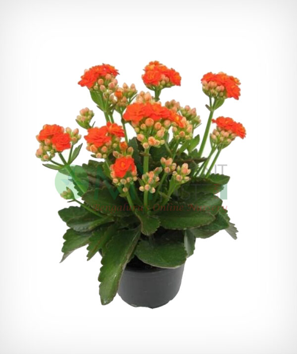 Kelanchoe