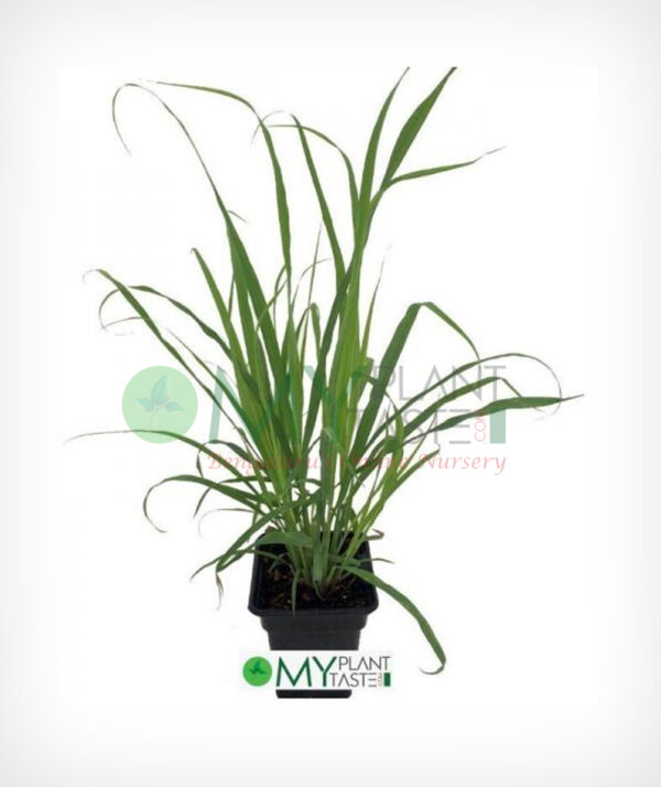 Lemongrass / Cymbopogon citratus