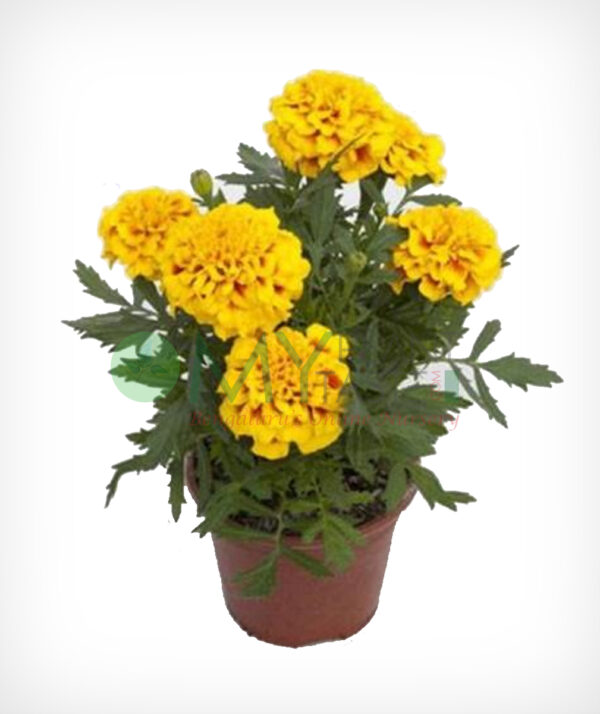 Marigold