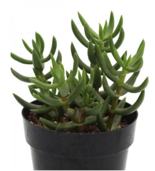 Mini Pine Tree - Crassula Tetragona
