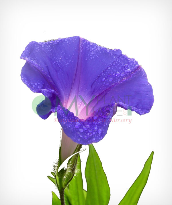 Morning Glory