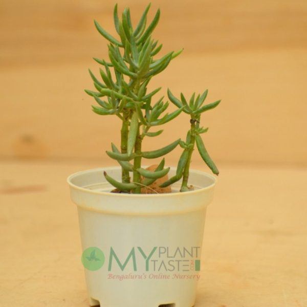 Needle Jade - Image 2