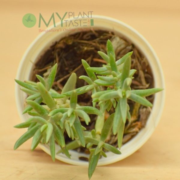 Needle Jade - Image 3