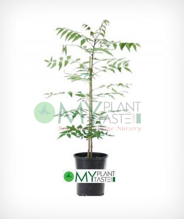 Neem Plant / Azadirachta indica