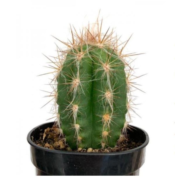 Old Man of The Andes - Oreocereus Trollii