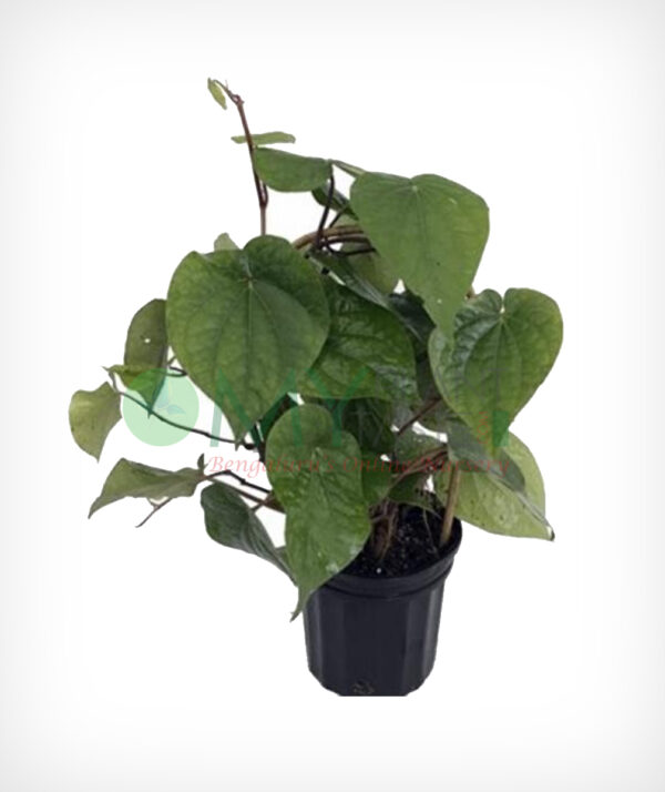 Paan / Betel