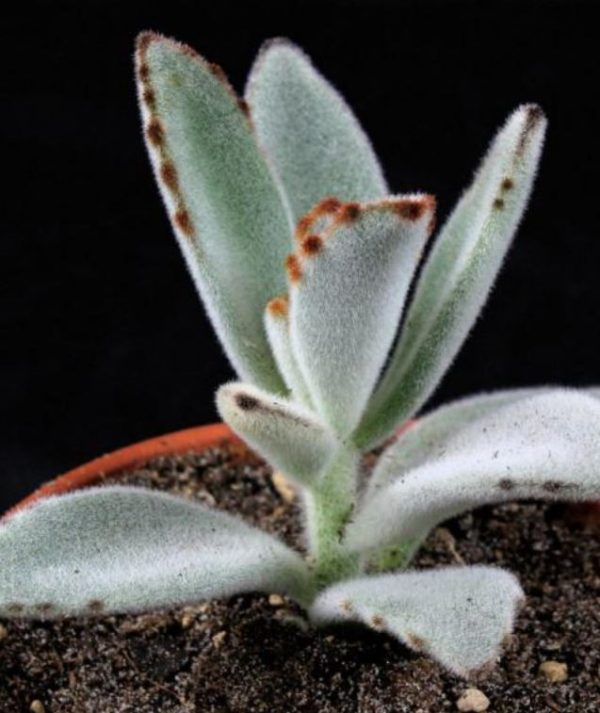 Panda Plant - Kalanchoe Tomentosa