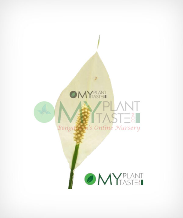 Peace Lily / Spathiphyllum - Image 2