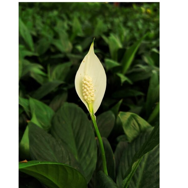 Peace Lily / Spathiphyllum - Image 3