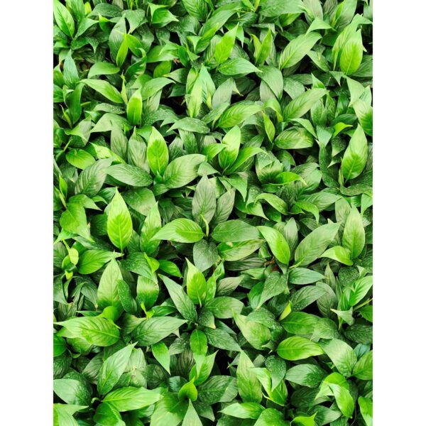 Peace Lily / Spathiphyllum - Image 4