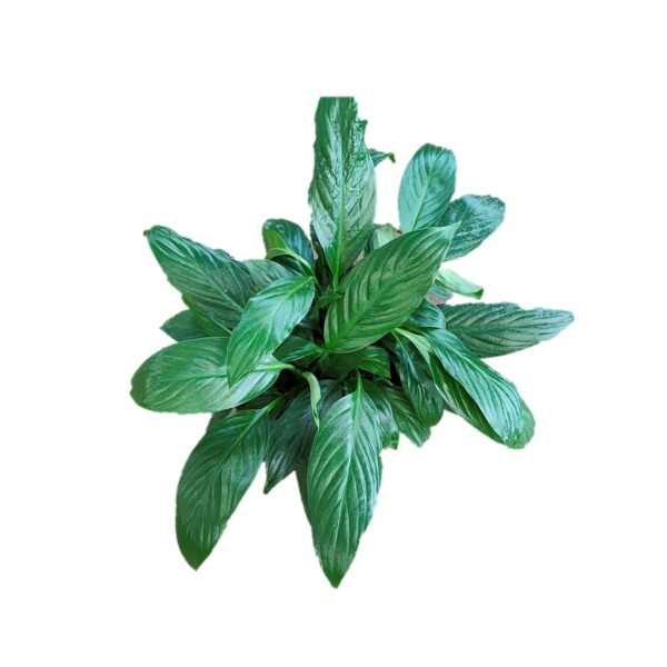 Peace Lily / Spathiphyllum