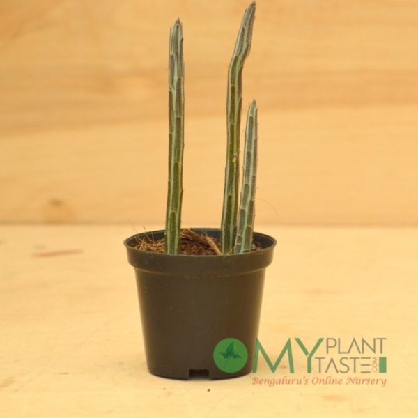 Pencil Succulent - Image 3