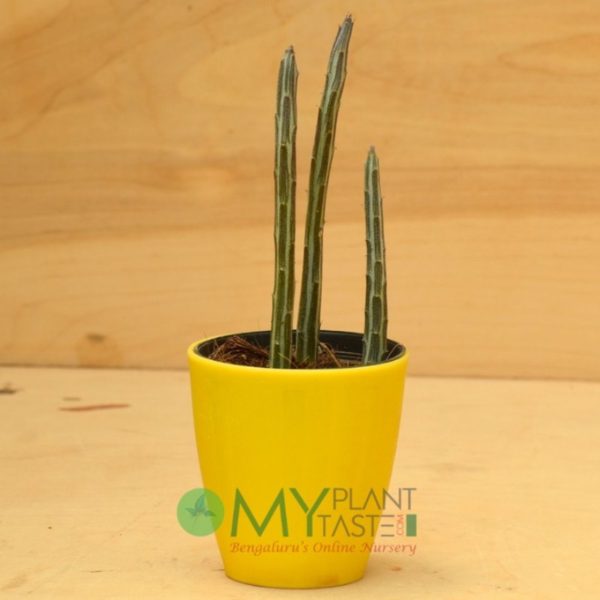 Pencil Succulent