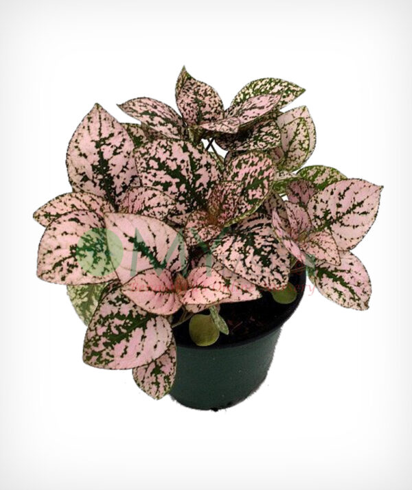 Polka dot - Hypoestes phyllostachya