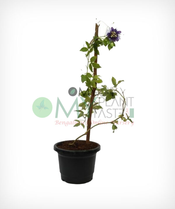 Purple Passion Flower
