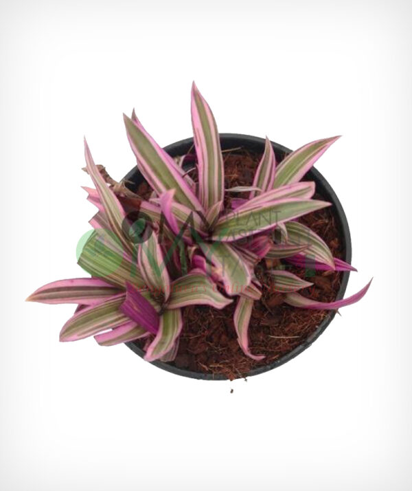 Rhoeo spathacea - Image 2
