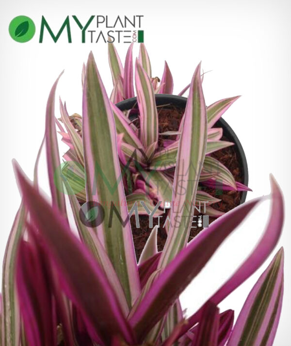 Rhoeo spathacea - Image 3