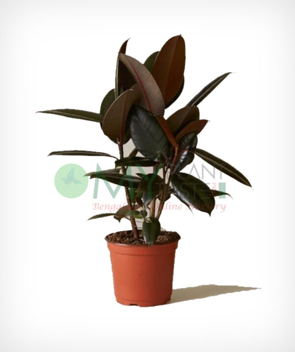 Rubber Tree Burgundy