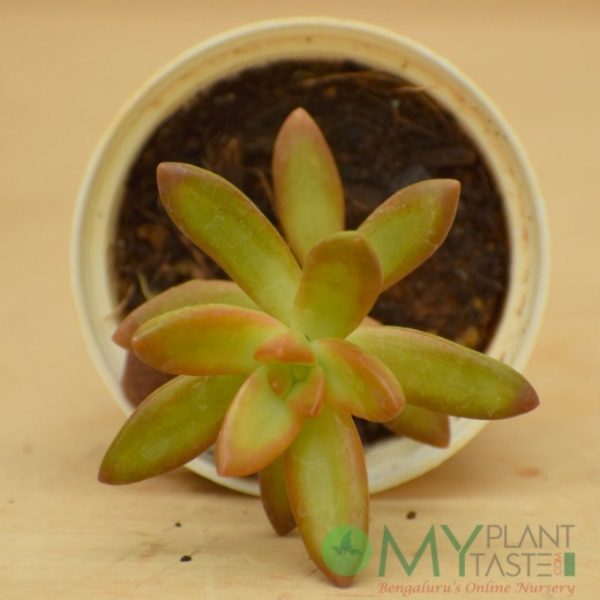 Sedeveria