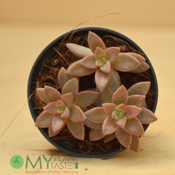 Sedeveria Pink Granite - Image 2