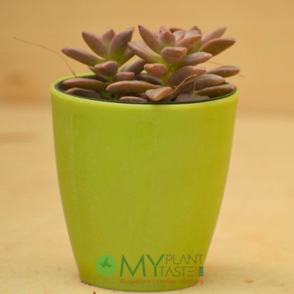 Sedeveria Pink Granite