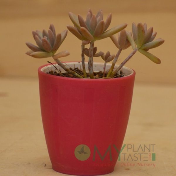 Sedum Echeveria