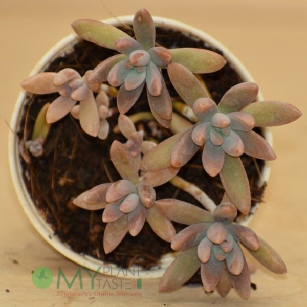 Sedum Echeveria - Image 4