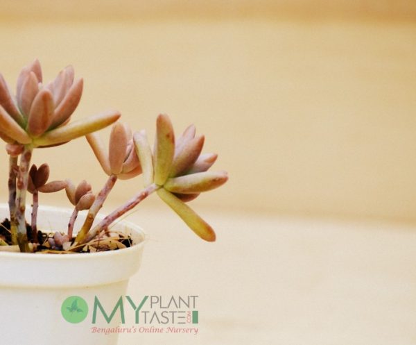 Sedum Echeveria - Image 3
