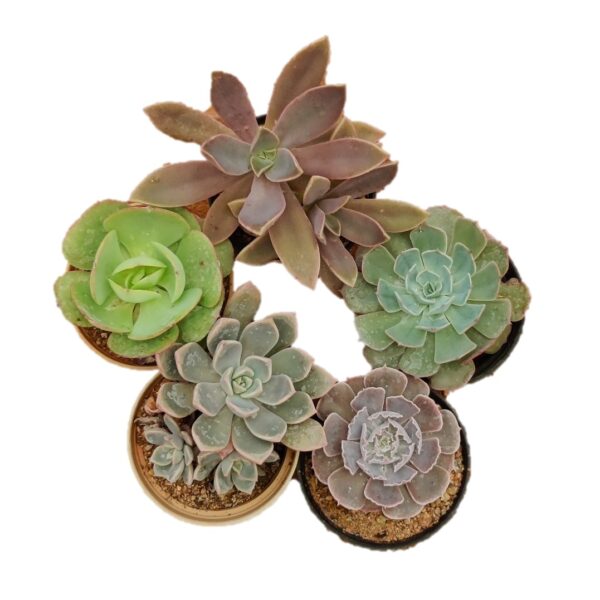 Echeveria Marvel Combo – Pack of 5 live plant 3”color pot Echeveria glauca, Shavian,Fred Ives, Green spoon and Scheideckeria