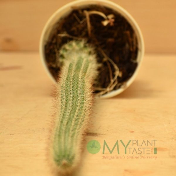 Snake Cactus / Pitayita - Image 3